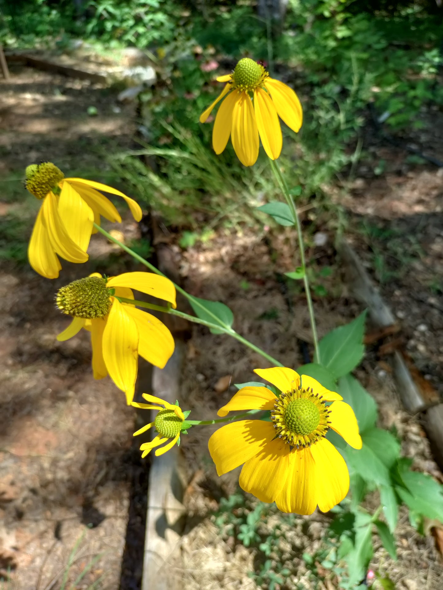 Cutleaf Coneflower - Rudbeckia laciniata