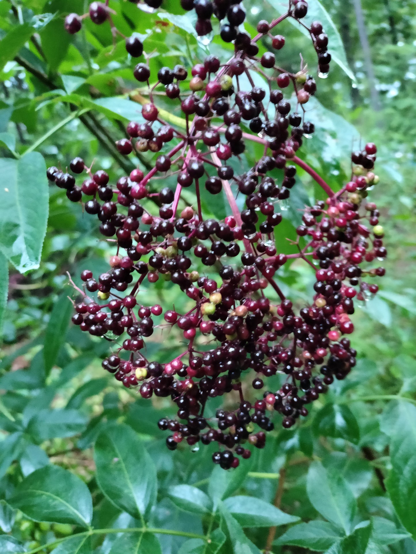 Elderberry 'Johns' - Sambucus canadensis