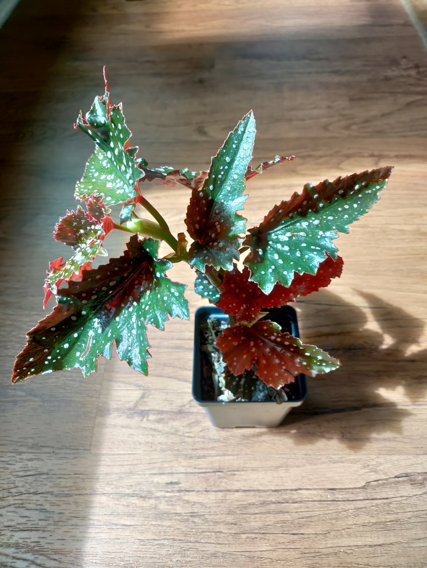 Angel Wing Begonia 'Fannie Moser' - polka dot begonia