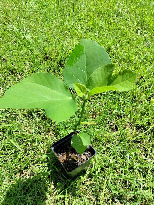 Fig 'Alma' - Ficus carica