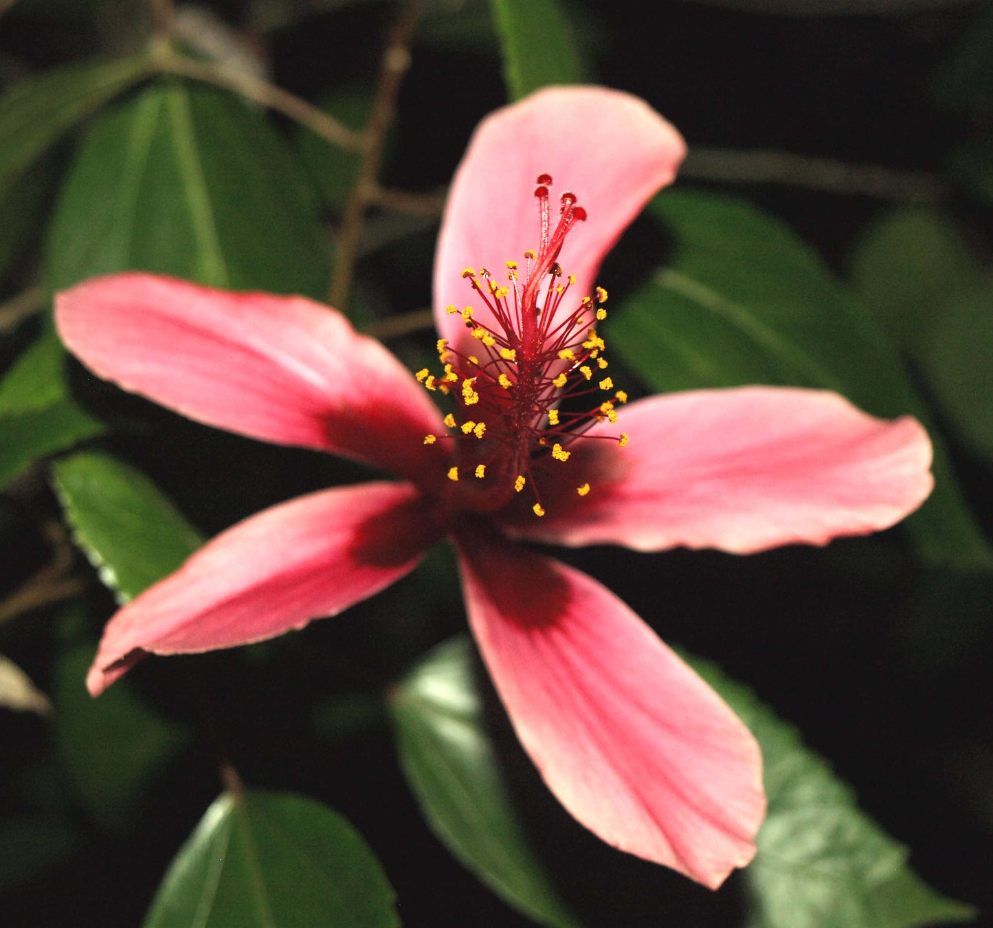 Hibiscus 'Fiji Islands' - Hibiscus rosa-sinensis