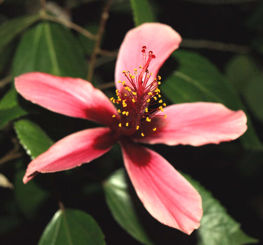 Hibiscus 'Fiji Islands' - Hibiscus rosa-sinensis