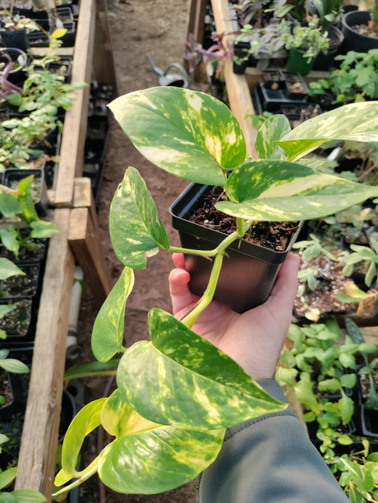 Pothos, Golden - Epipremnum aureum - Devil's Ivy