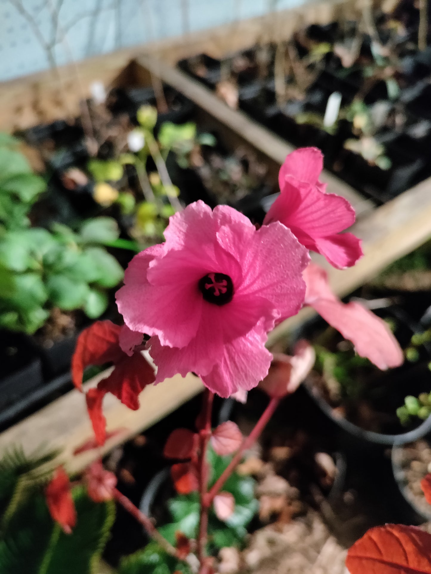 Cranberry Hibiscus - Hibiscus Acetosella - False Roselle