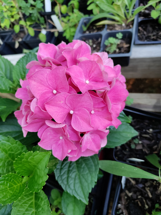 Hydrangea 'Glowing Embers' - Hydrangea macrophylla