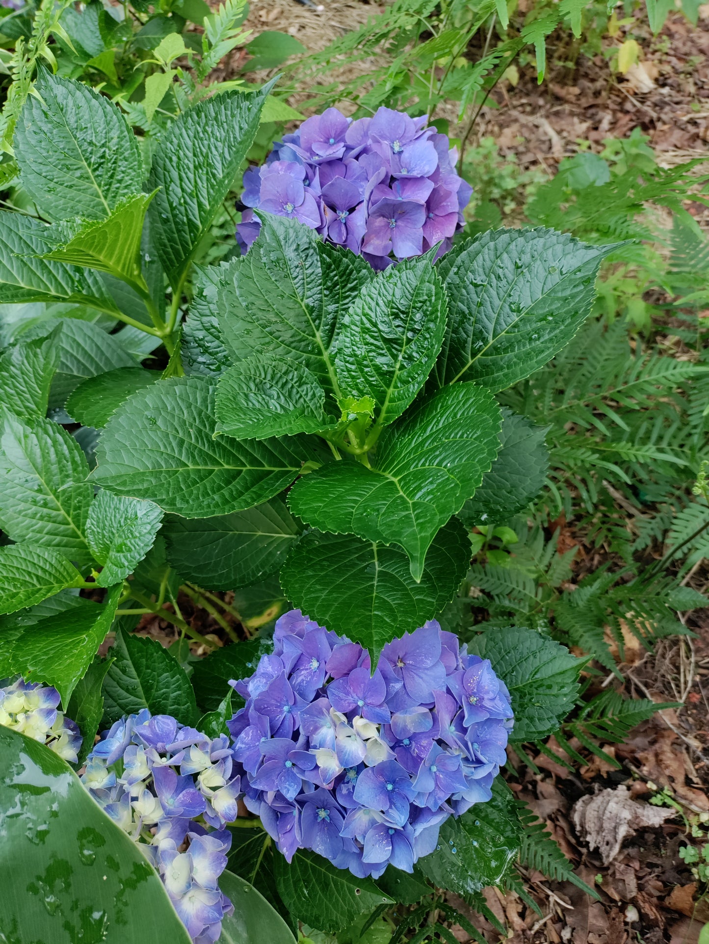 Hydrangea 'Glowing Embers' - Hydrangea macrophylla