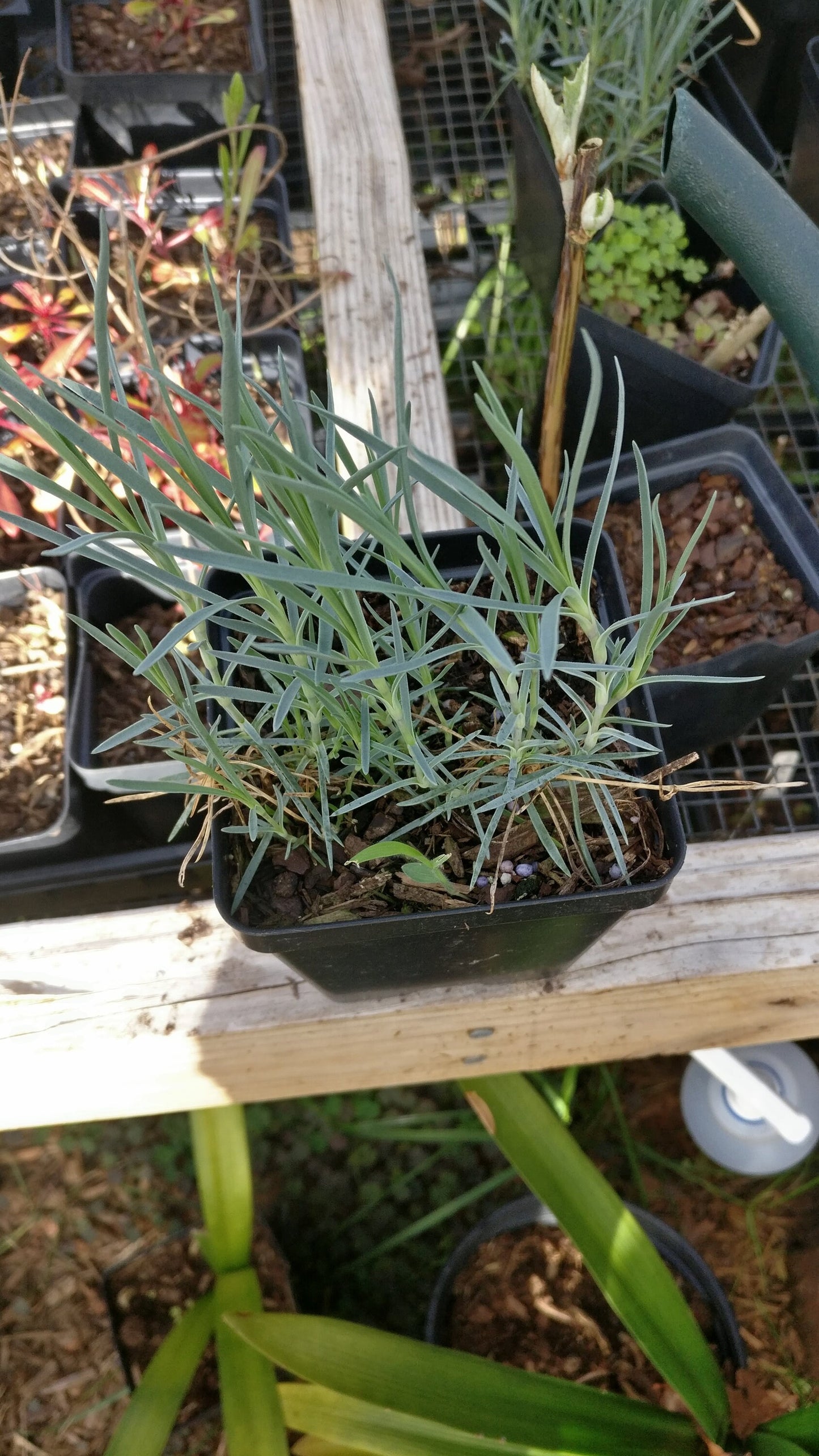 Dianthus Pinks - Dianthus plumarius