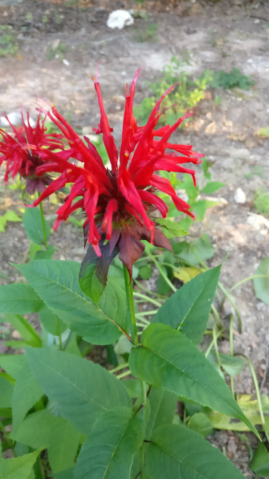 Bee Balm Red 'Jacob Cline' - Scarlet Monarda