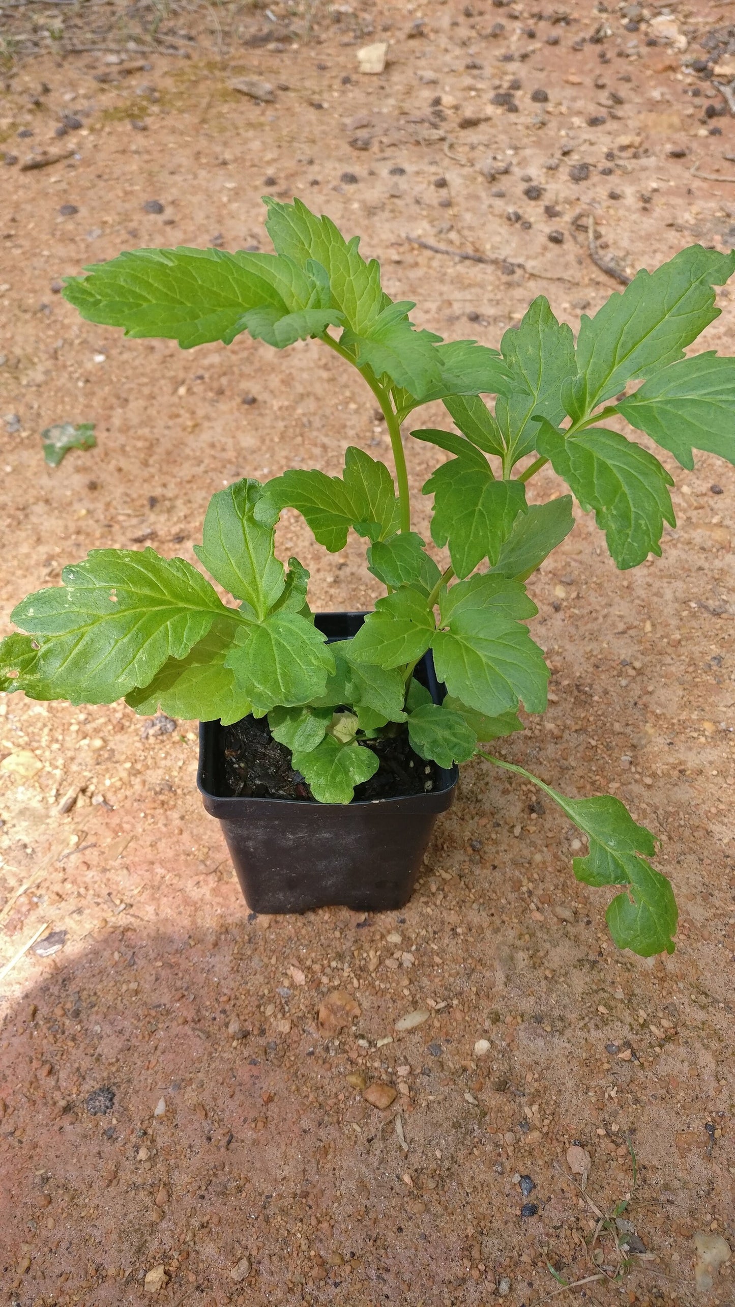 Valerian - Valeriana officinalis - Garden Heliotrope