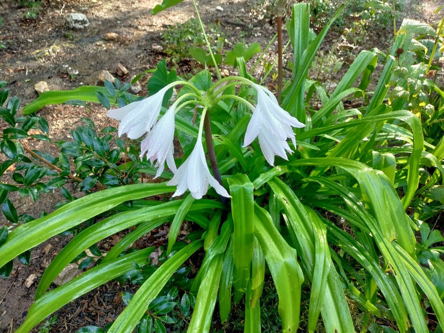 Crinum Lily plant 'Summer Nocturne' bulb