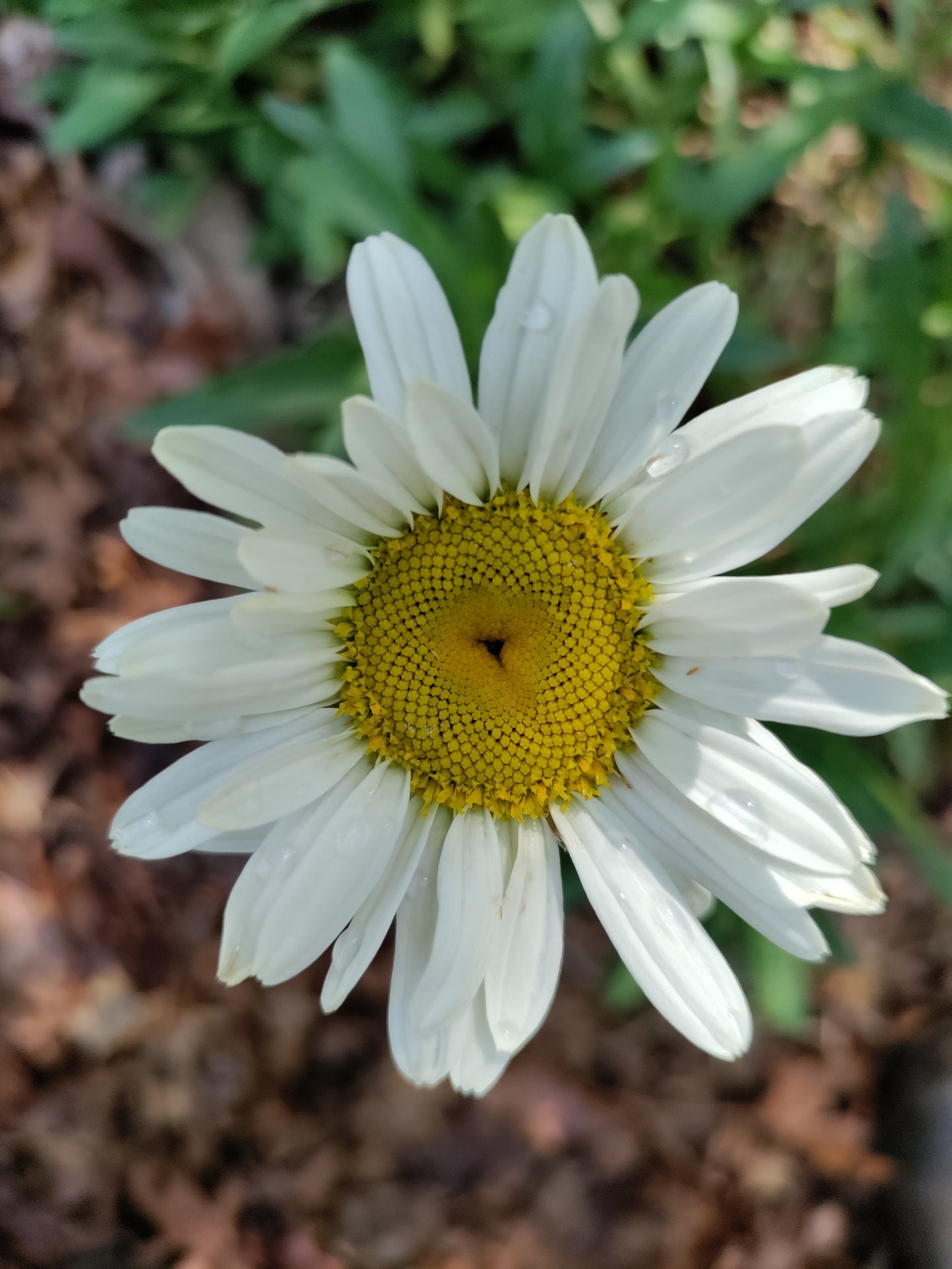 Shasta Daisy 'Alaska' - Leucanthemum superbum