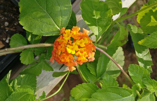 Lantana 'Miss Huff' - Lantana camara