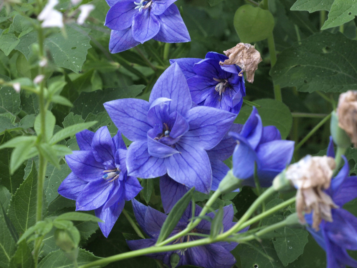 Balloon Flower Blue - Semi-double blooms - Platycodon