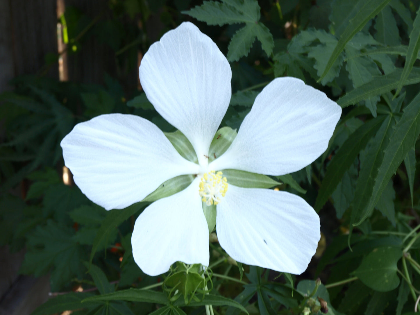 Hibiscus 'Alba'  - White Texas Star - Hibiscus Coccineus