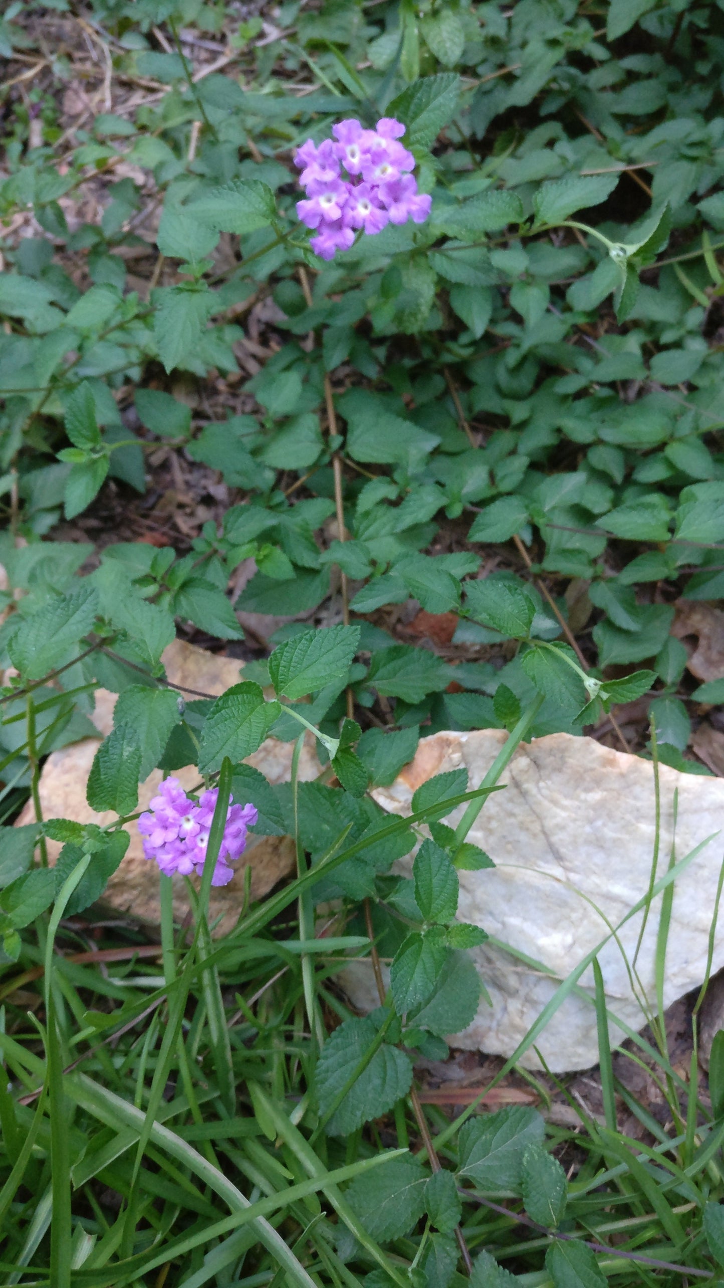 Lantana trailing purple - Lantana montevidensis