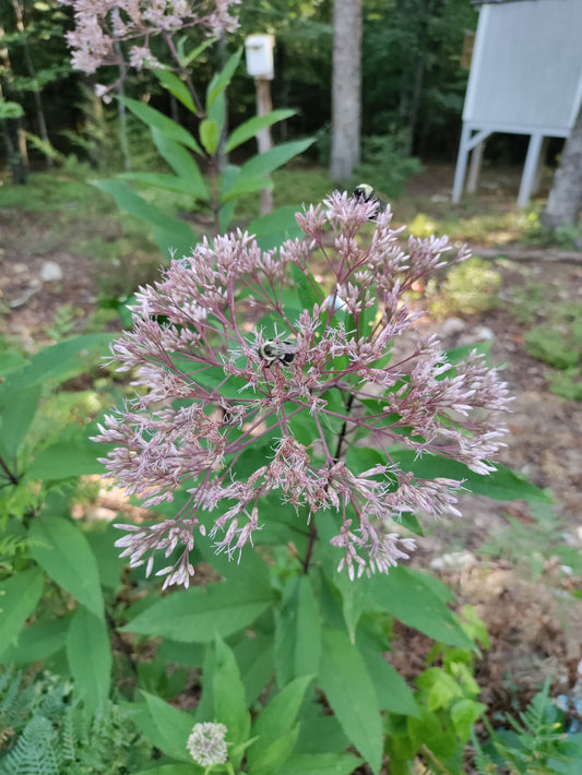 Joe Pye Weed 'Gateway' - Eupatorium maculatum