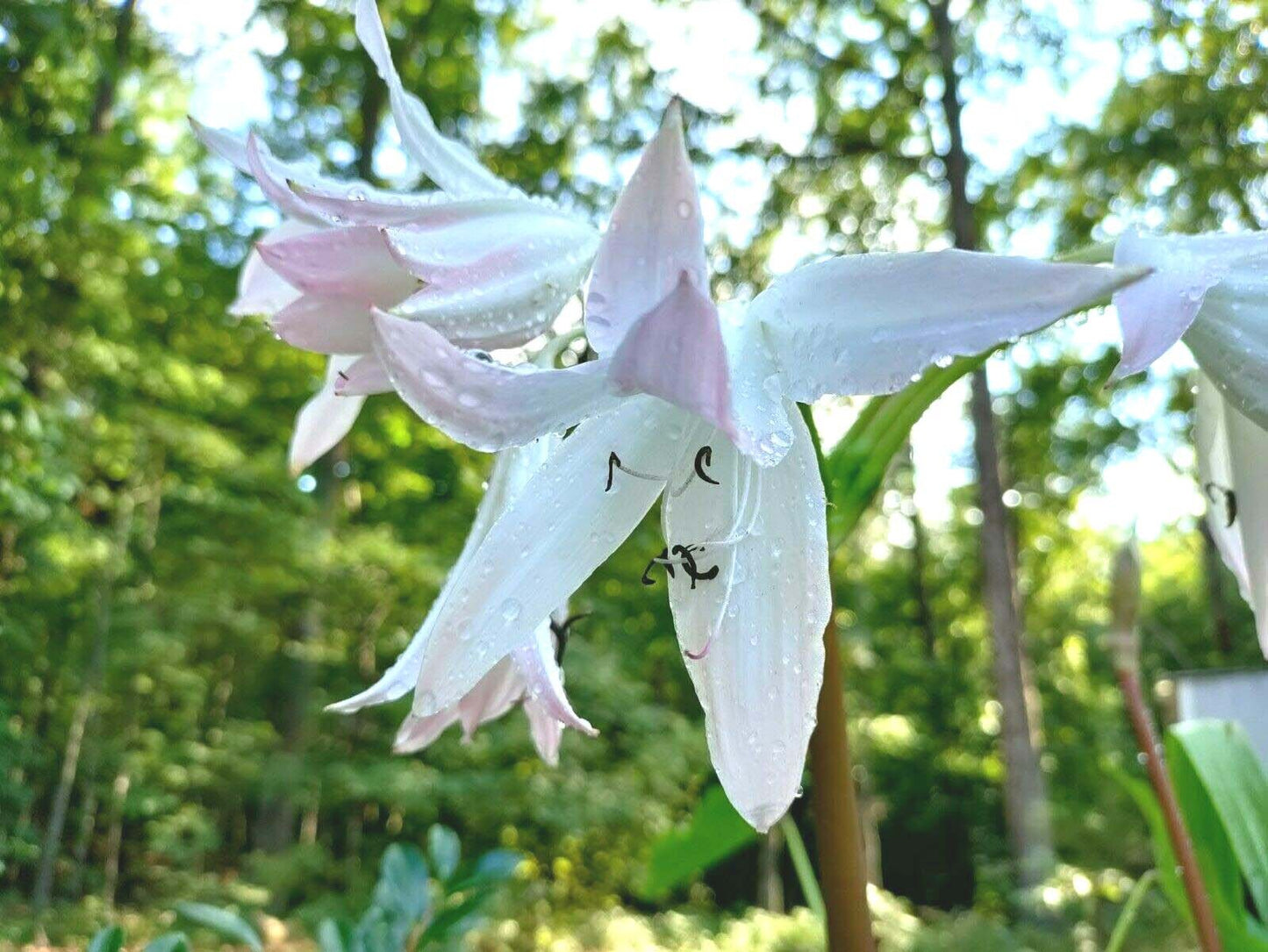 Crinum Lily plant 'Summer Nocturne' bulb