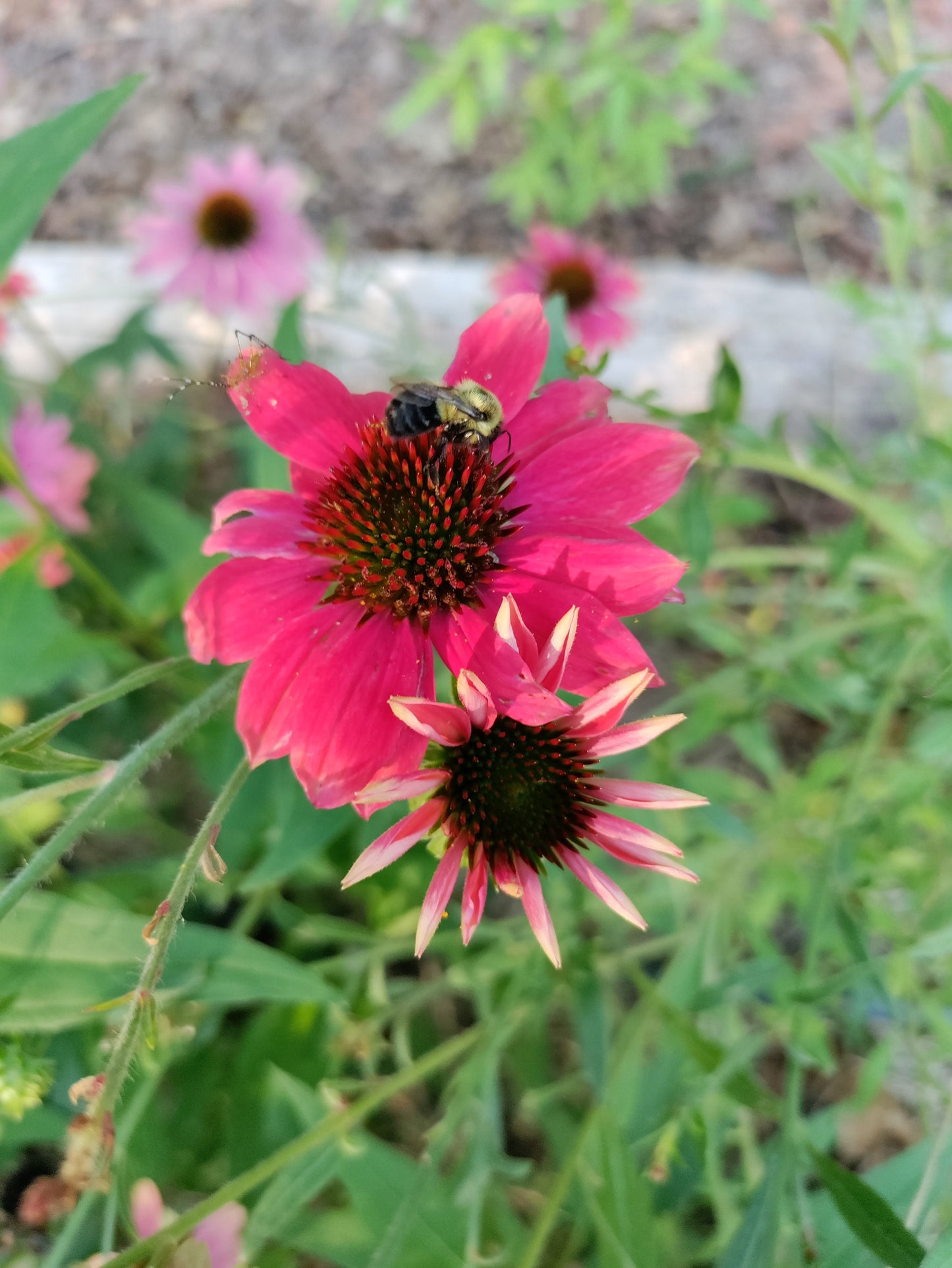 Coneflower 'Cheyenne Spirit' -  Echinacea