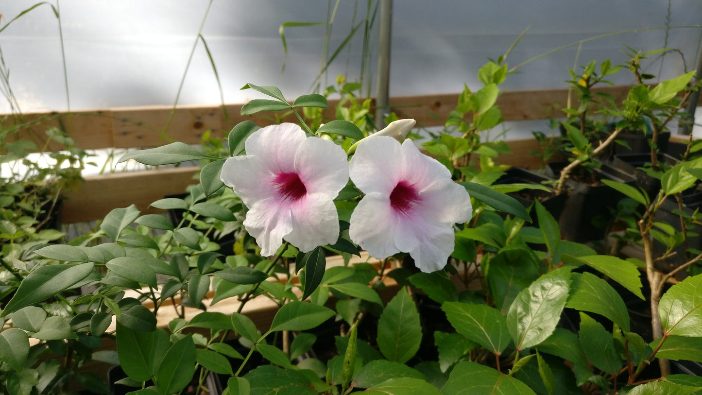 Bower of Beauty Vine - Pandorea jasminoides