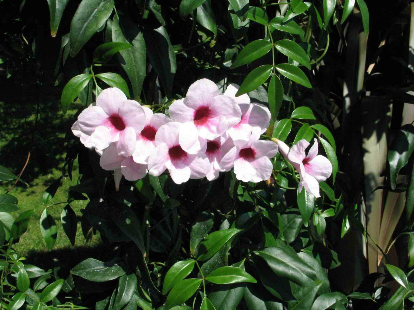 Bower of Beauty Vine - Pandorea jasminoides