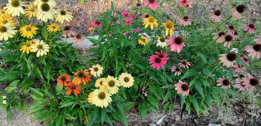 Coneflower 'Cheyenne Spirit' -  Echinacea