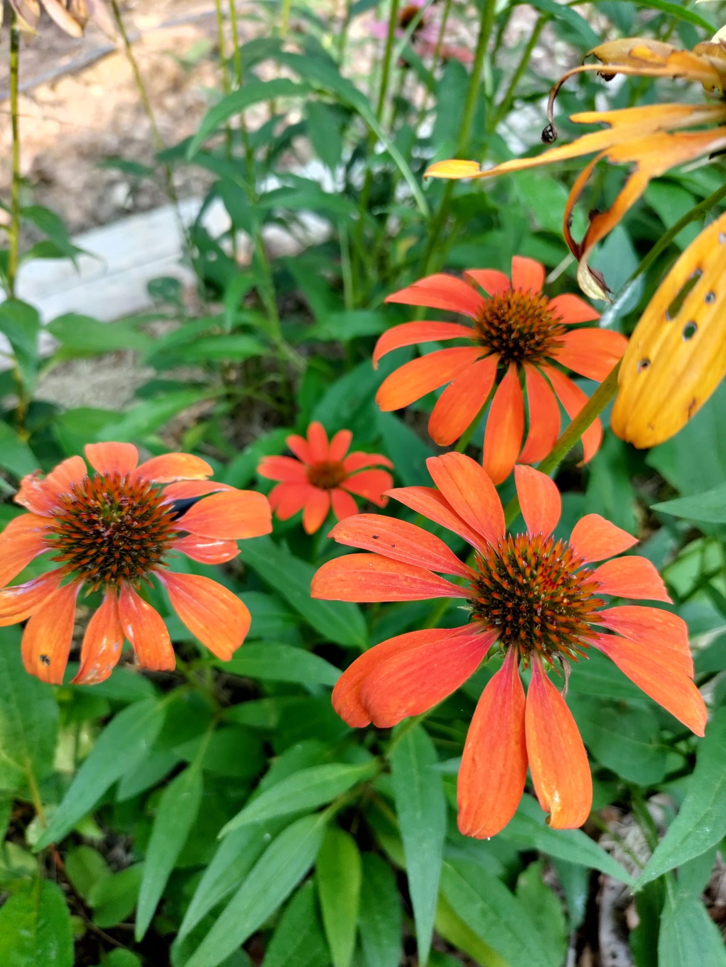 Coneflower 'Cheyenne Spirit' -  Echinacea