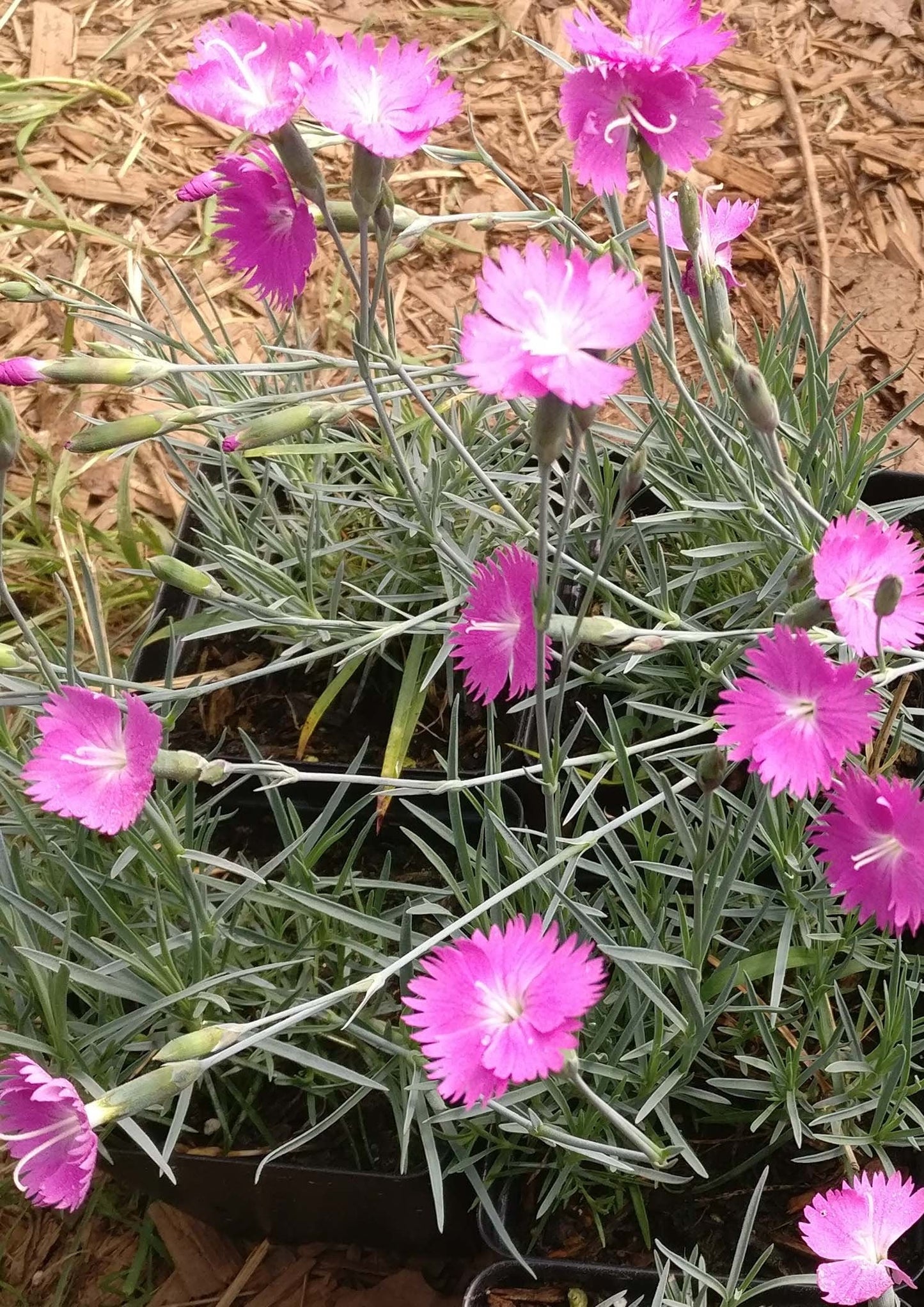 Dianthus Pinks - Dianthus plumarius