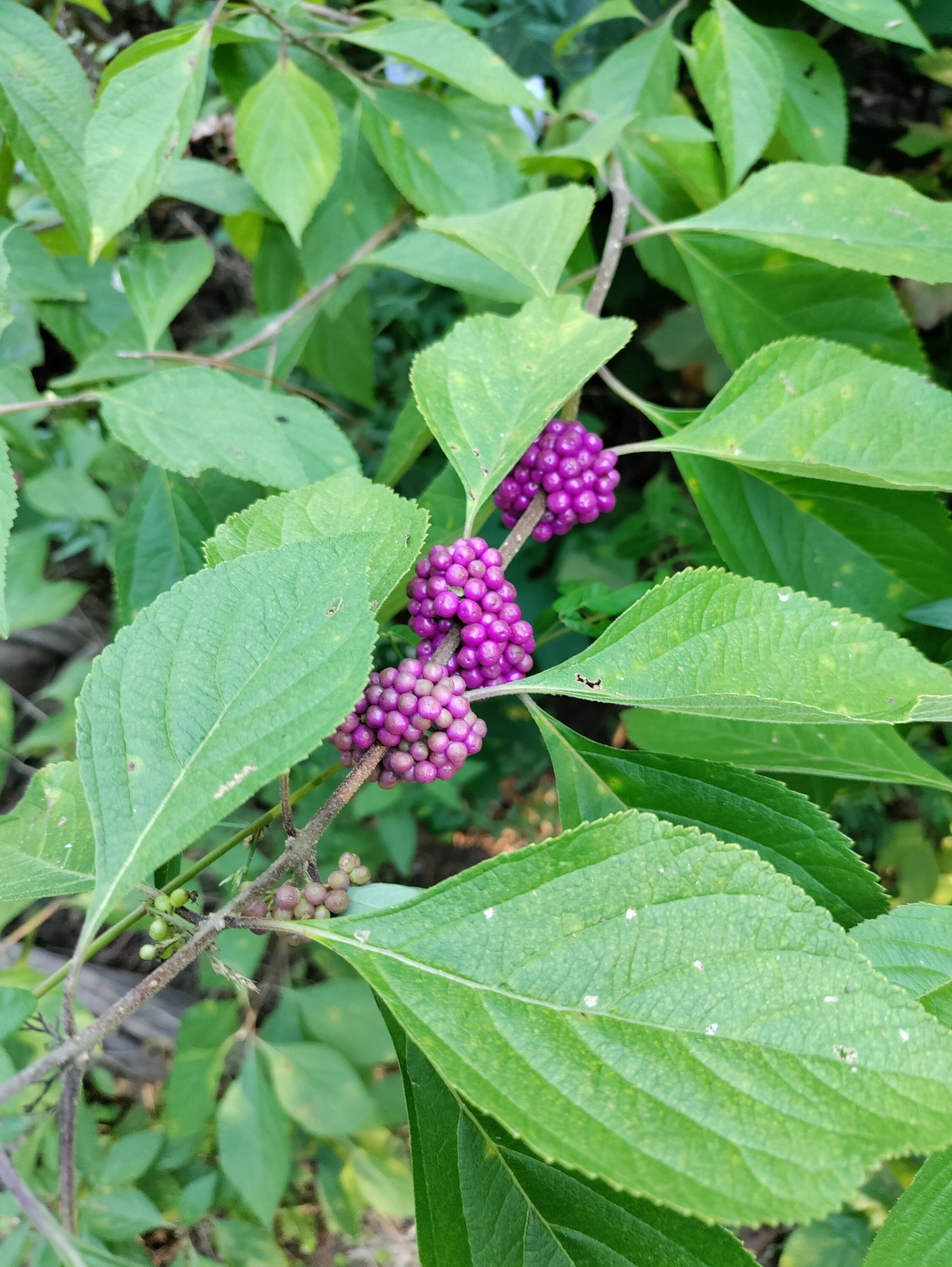 Beautyberry, American - Callicarpa americana