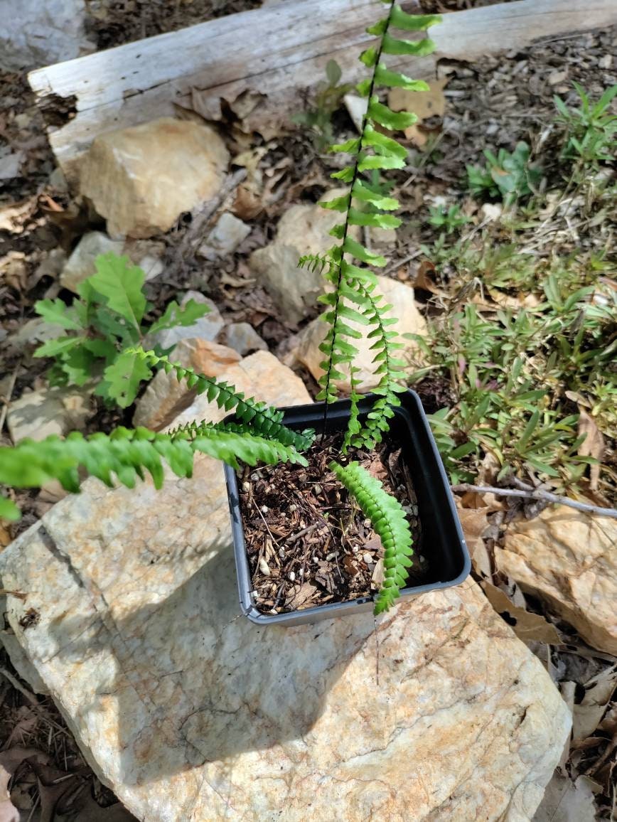 Ebony spleenwort - Asplenium platyneuron- hardy native fern