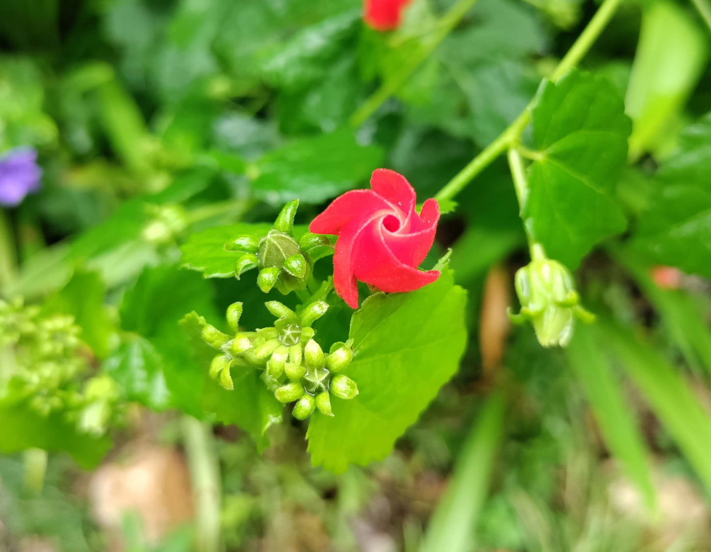 Turk's Cap Mallow - Malvaviscus arboreus var. drummondii