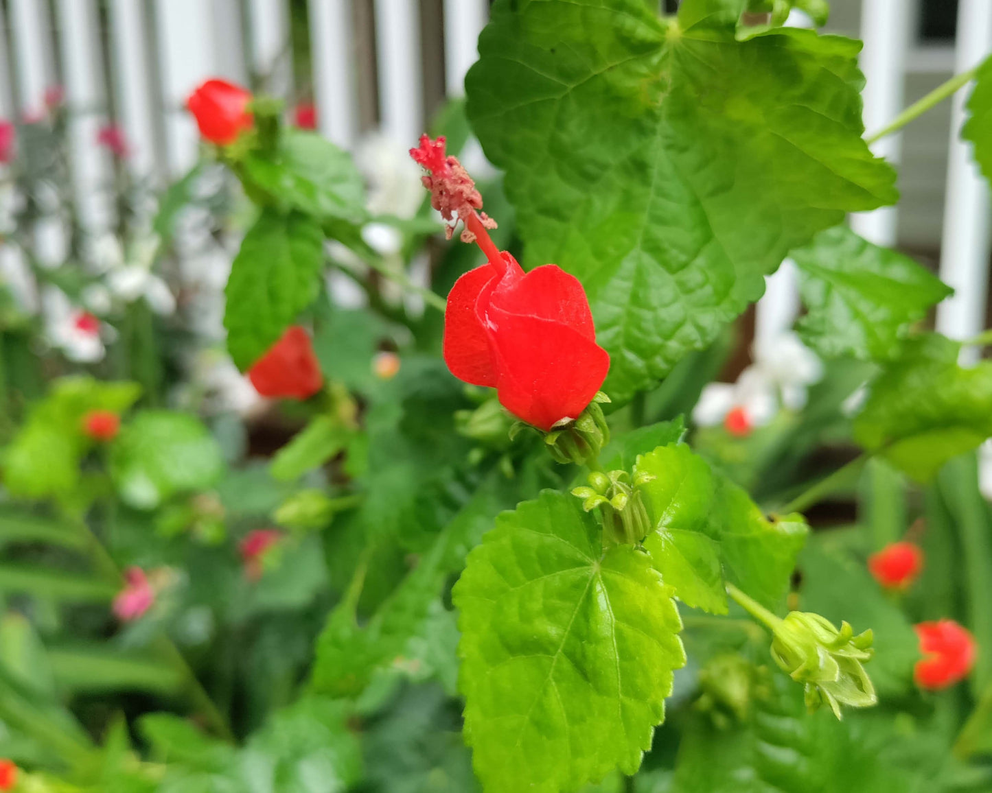 Turk's Cap Mallow - Malvaviscus arboreus var. drummondii