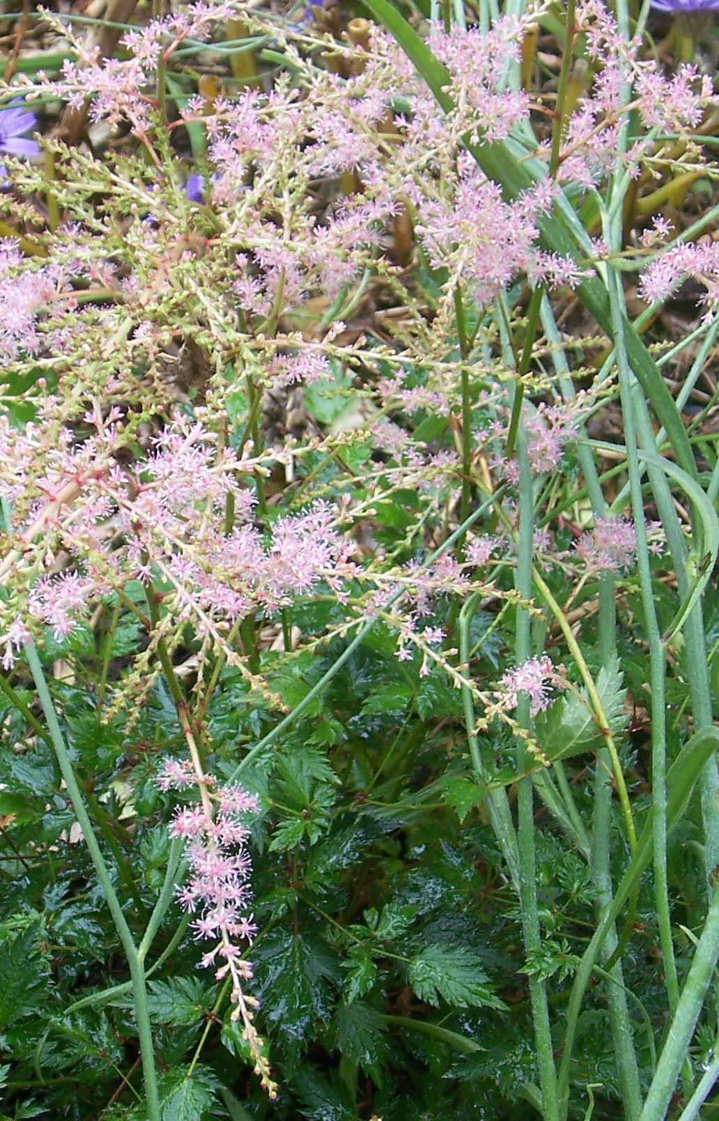 Astilbe Pink 'Sprite' - False Spirea - False Goats Beard