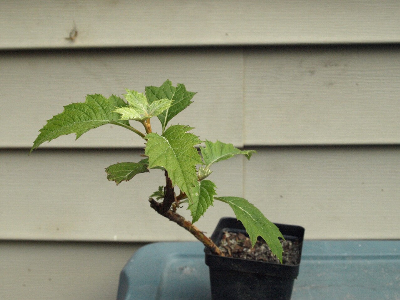 Oakleaf Hydrangea - Hydrangea quercifolia