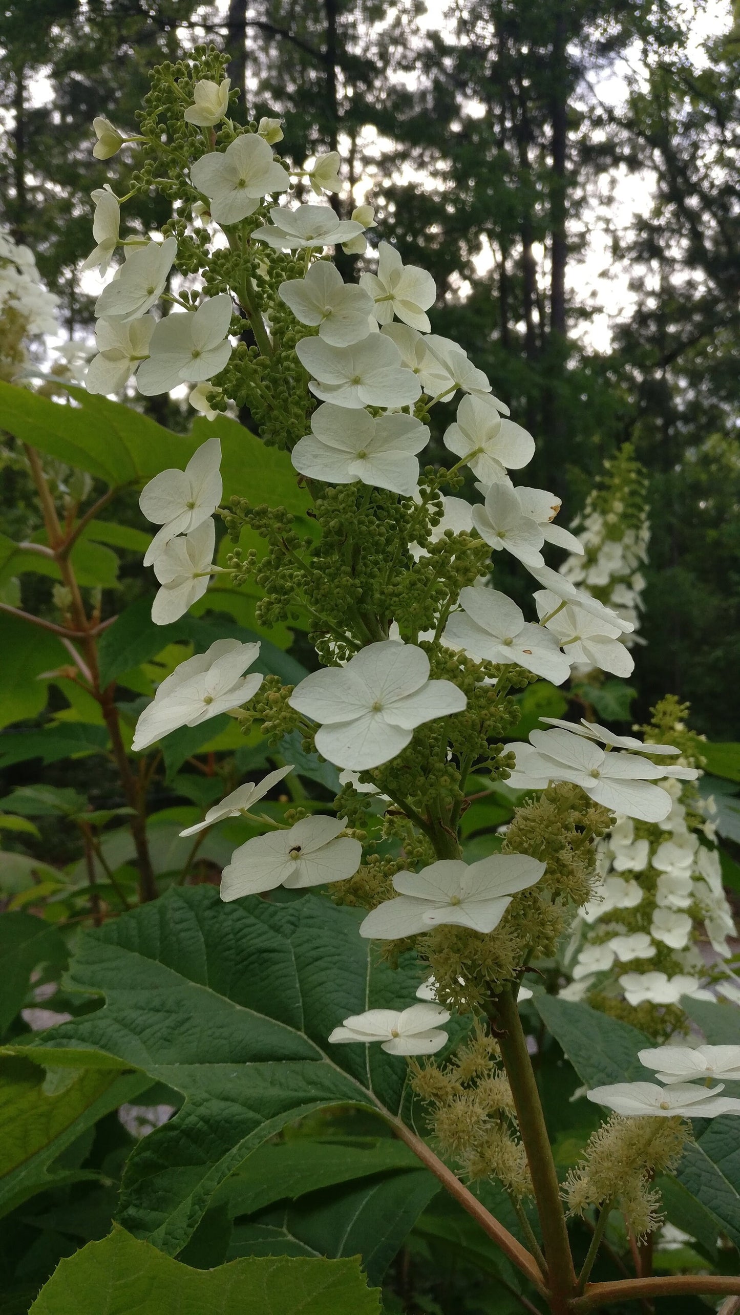 Oakleaf Hydrangea - Hydrangea quercifolia