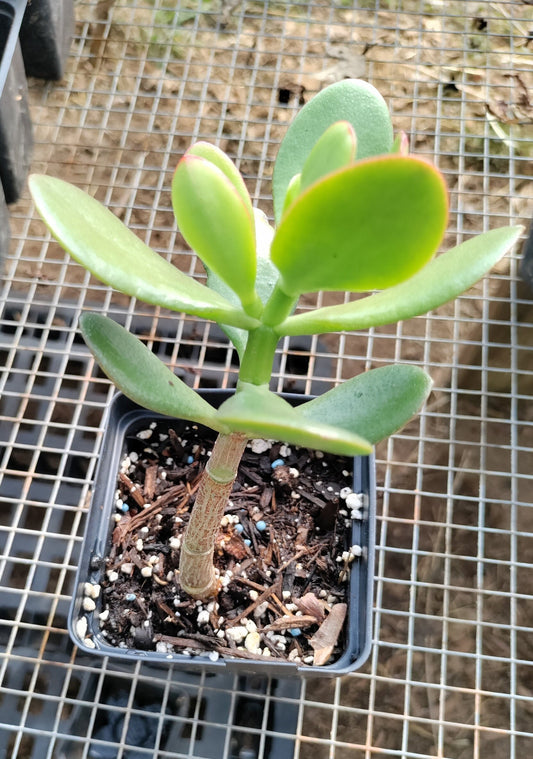 Jade - Crassula Ovata