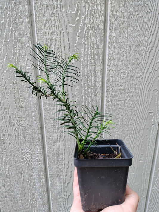 Yew, Japanese plum - Cephalotaxus harringtonia