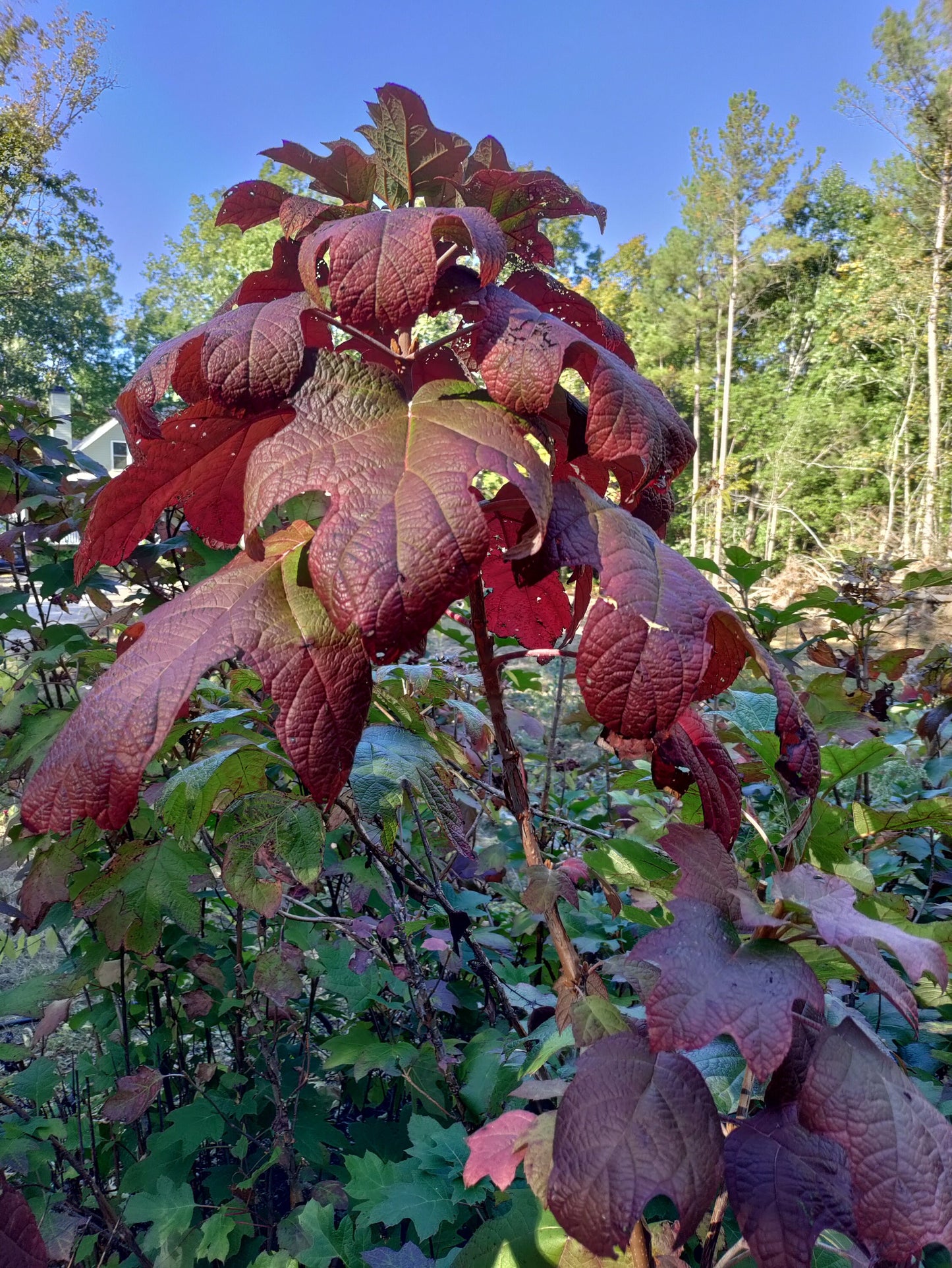 Oakleaf Hydrangea - Hydrangea quercifolia