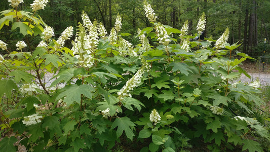 Oakleaf Hydrangea - Hydrangea quercifolia