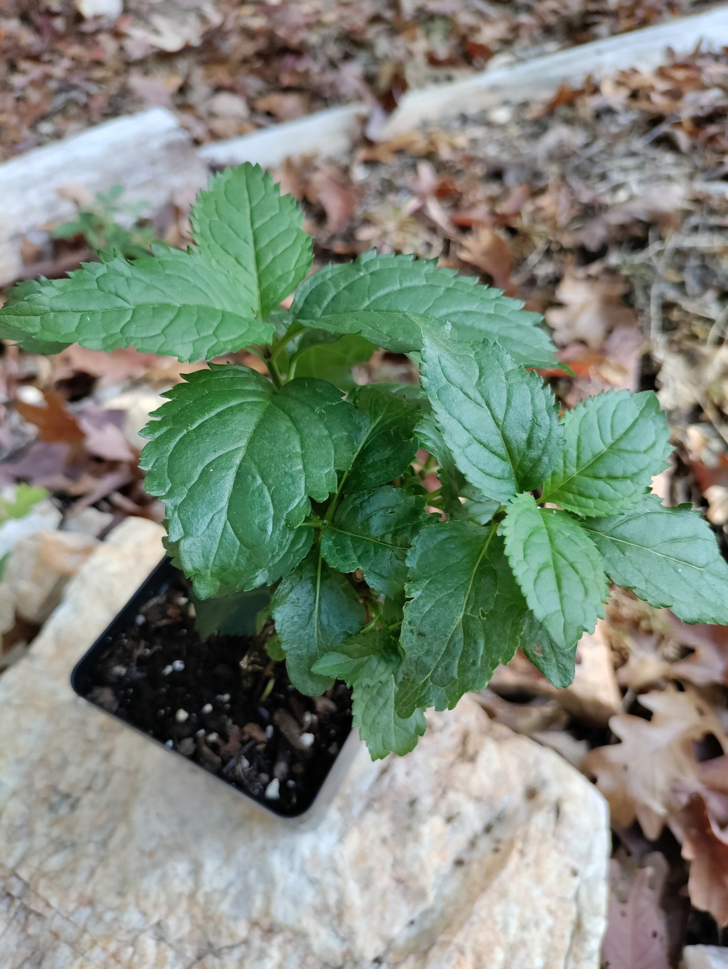 Turtlehead 'Hot Lips' - Chelone lyonii