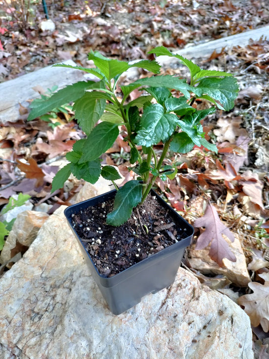 Turtlehead 'Hot Lips' - Chelone lyonii