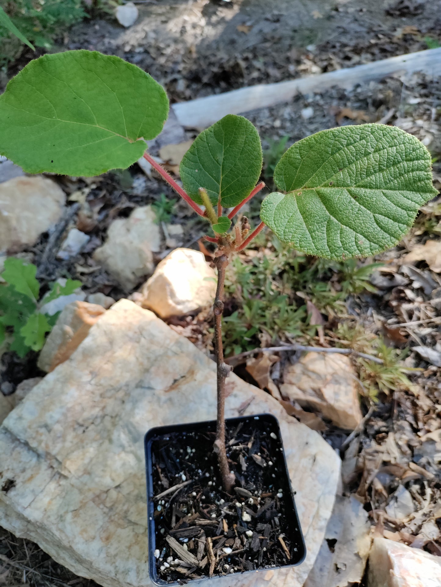 Kiwi 'Vincent' - Actinidia chinensis