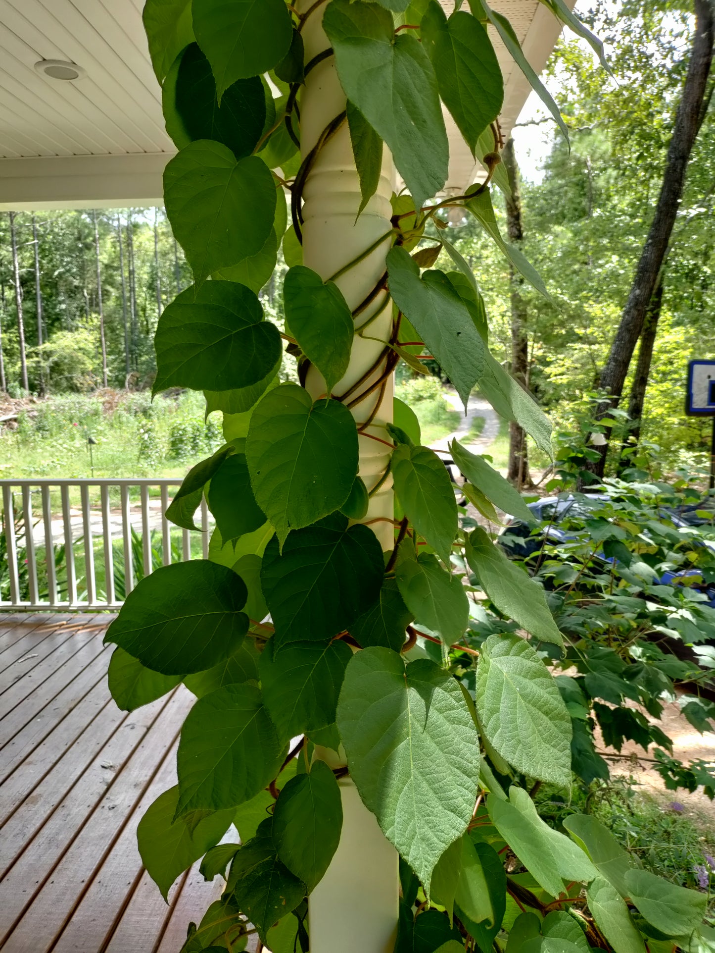 Kiwi 'Vincent' - Actinidia chinensis