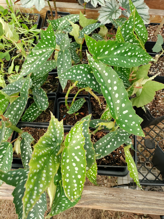 Begonia 'My Special Angel' - polka dot begonia
