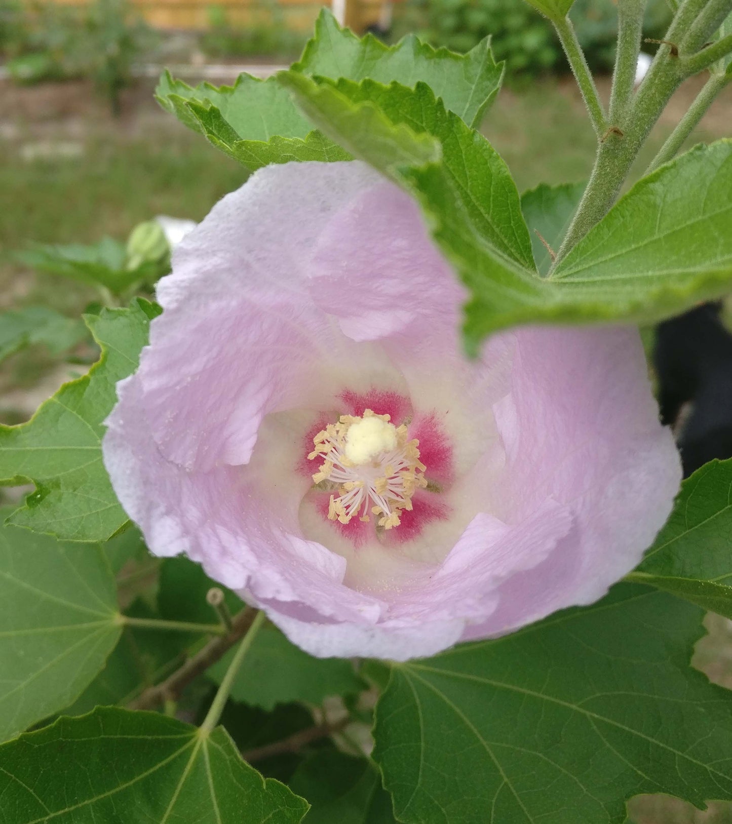 Hibiscus paramutabilis - Shanghai Pink