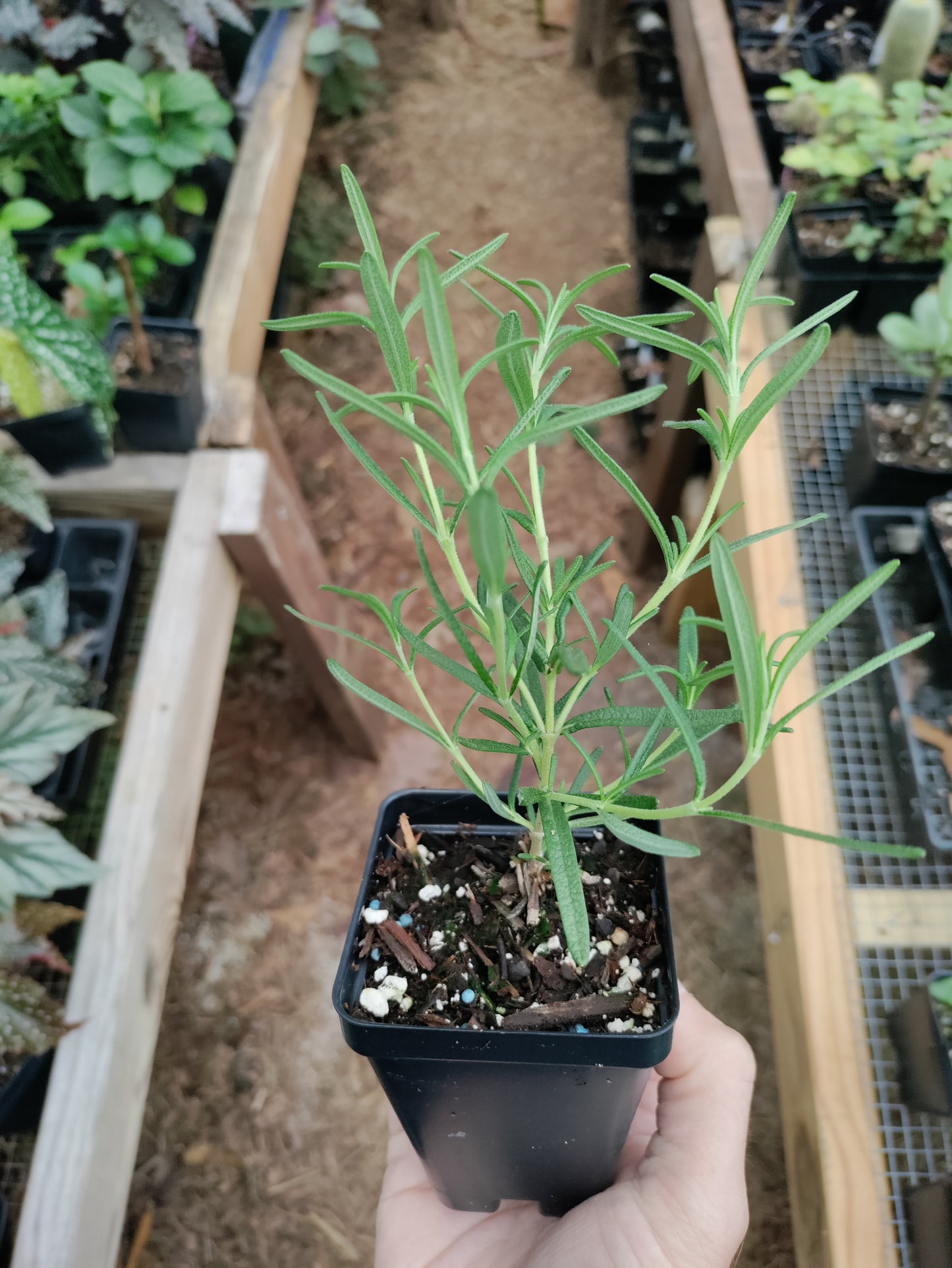 Rosemary Officinalis - Upright - Salvia rosmarinus